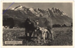 Küssen ist keine Sünd. Selbst nicht beim lieben Rind