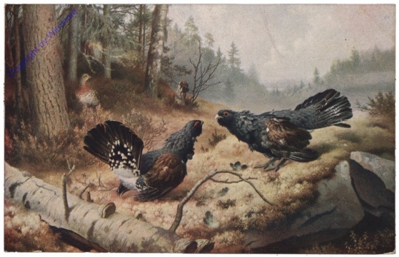 Streitende Auerhähne