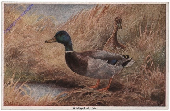 Wilderpel mit Ente