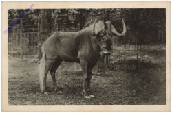 Wien 13, Schönbrunn, Menagerie, Weißschwanzgnu