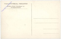 ak110465a Wien 13, Schönbrunn, Tiergarten, Eisbär