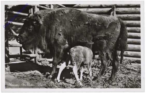 Visent, Stockholm, Skansen