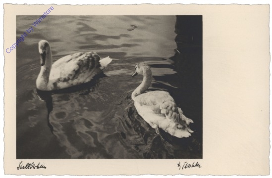 Schwäne - Stelldichein