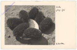 ak110471 Sieben junge Igel