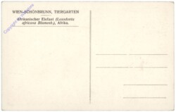 Wien 13, Schönbrunn, Tiergarten, Afrikanischer Elefant