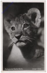 Zoologischer Garten Berlin, Junger Löwe