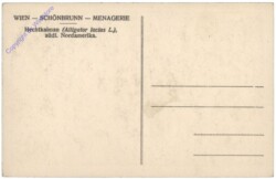 Wien 13, Schönbrunn, Menagerie, Hechtkaiman