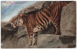 Zoo New York Park, Malay Tiger "Princeton"