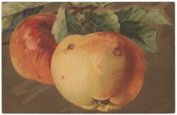 Äpfel
