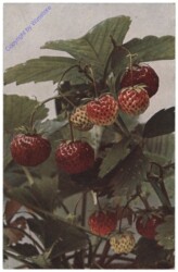 Erdbeeren
