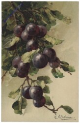 Jostabeeren