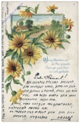 Sonnenblumen