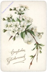 Weiss blühender Zweig, Glückwunschkarte