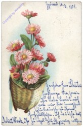 Gänseblümchen, rosa