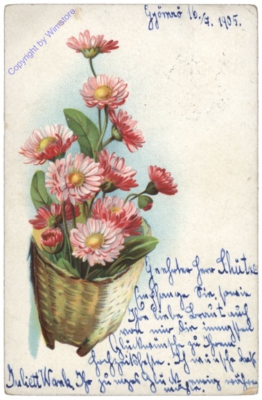 Gänseblümchen, rosa