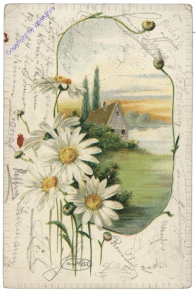 Margeriten