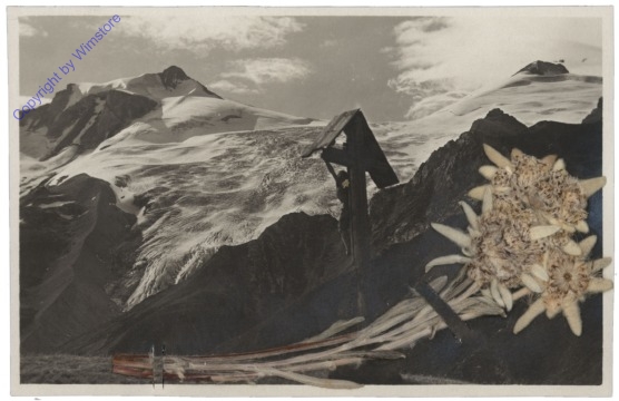 Tuxerjoch - echtes Edelweiss