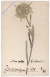 Mein erstes Edelweiss
