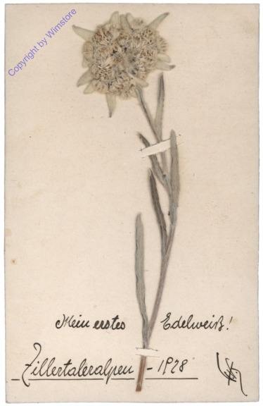 Mein erstes Edelweiss