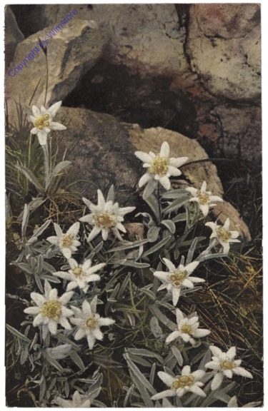 Edelweiss