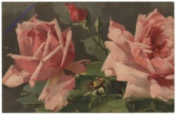 Rosen (rosa)