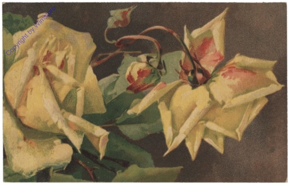 Rosen (gelb)
