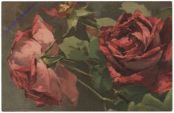 Rosen (rot)
