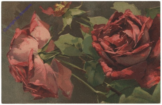 Rosen (rot)