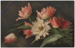 Tulpen