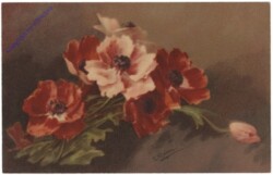 ak110545 Anemonen