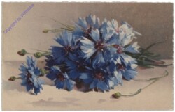 Blaue Anemonen