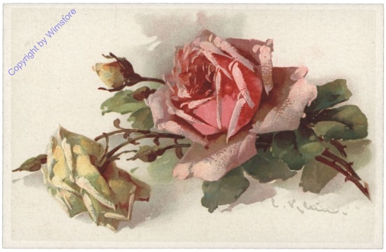 Rosen (rosa und gelb)