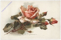 Rosen (altrosa)