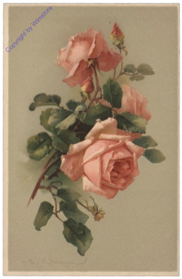 Rosen (rosa)