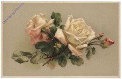 Rosen (weiss)