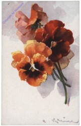 Stiefmütterchen (orange-rot)