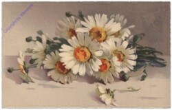 ak110565 Margeriten