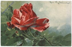 Rosen (rot)