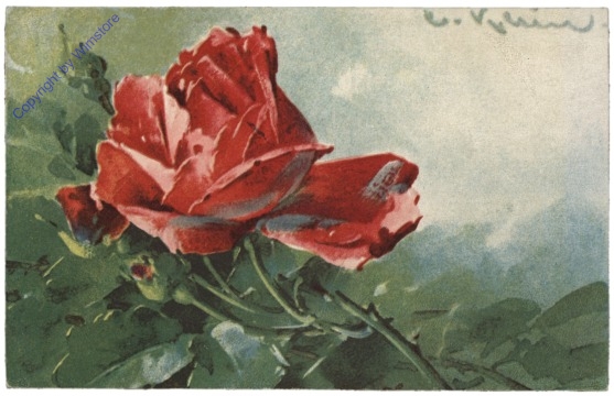 Rosen (rot)