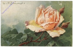 Rosen (gelb-weiss)