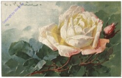 Rosen (weiss)