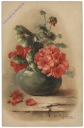 Geranien in Vase
