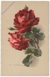 Rosen (rot)