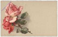 Rosen (rosa)