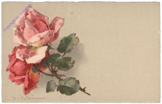 Rosen (rosa)