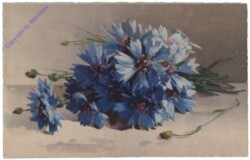 ak110594 Blaue Anemonen