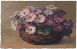 Violette Primeln