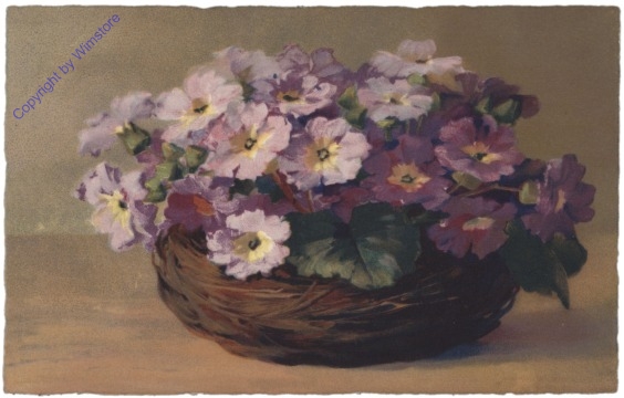 Violette Primeln