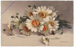 Margeriten