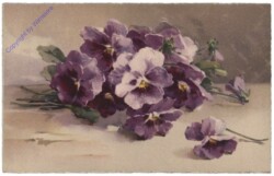 Stiefmütterchen (violett)